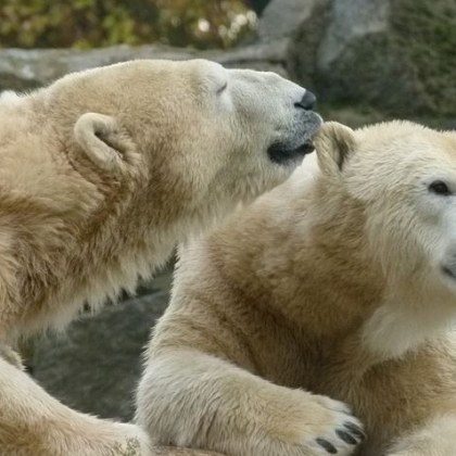 Работник в отдалечена арктическа радарна станция е бил нападнат и