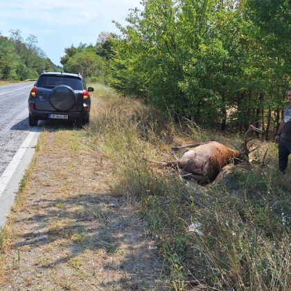 Шофьор блъсна и уби благороден елен край Ловеч СНИМКИ