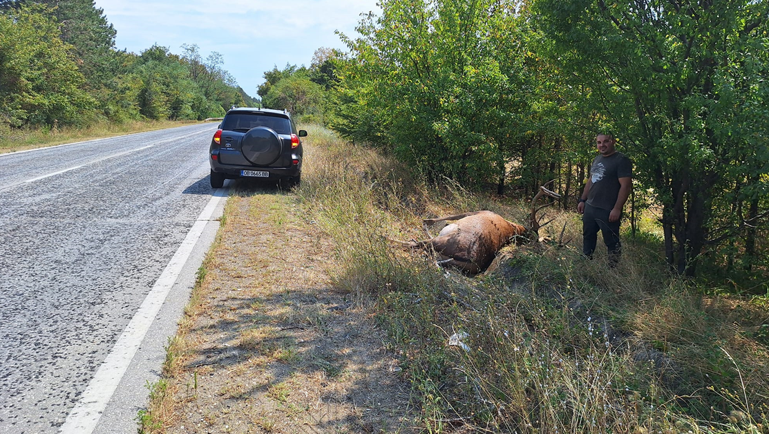 Шофьор блъсна и уби благороден елен край Ловеч СНИМКИ