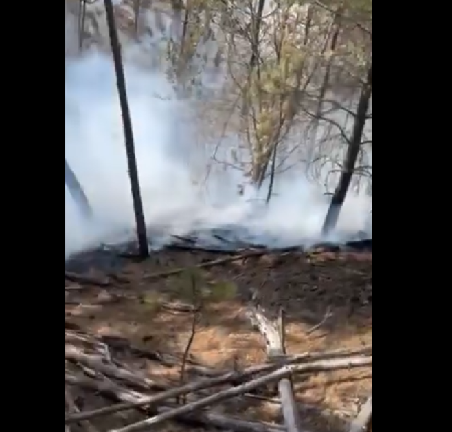 Голям пожар в борова гора до Разлог  ВИДЕО