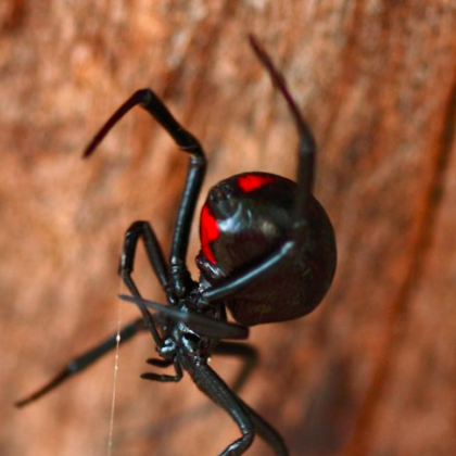 23 годишен италианец почина днес след като беше ухапан от отровен