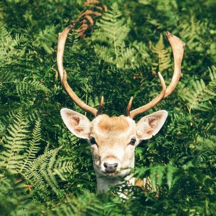 Варненски съдия е задържан за бракониерство в община Казанлък Той