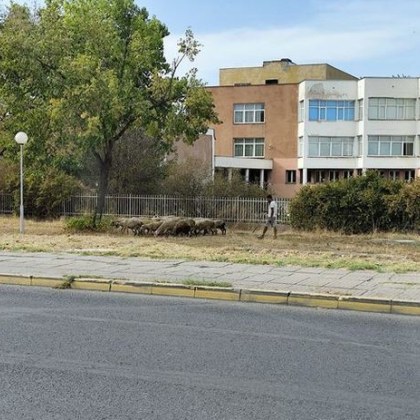 Куриозна гледка край един от ключовите булеварди на древния и