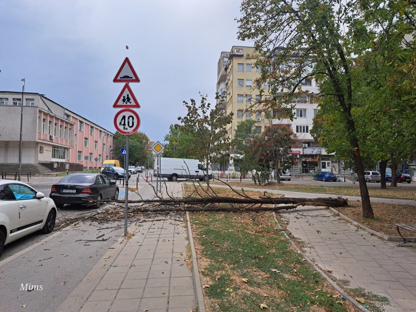 Изсъхнали дървета заплашват да се стоварят отгоре ни, едно почти го направи