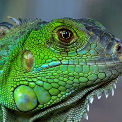 Флорида се бори с инвазивен рояк зелени игуани които са нападнали