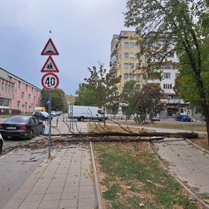 Жена се оплака от паднало почти до нея дърво на