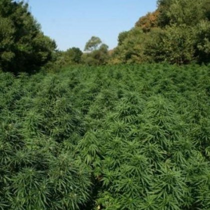 Служител в горско стопанство е обвинен за незаконно отглеждане на