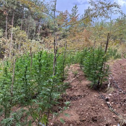 1 125 килограма канабисовите растения чийто брой е 320 са