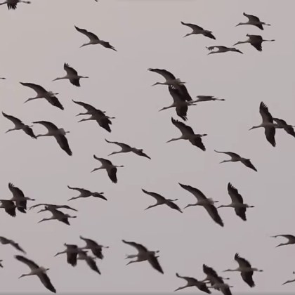 Мъж е заснел хиляди щъркели в небето над Каблешково Бургаско