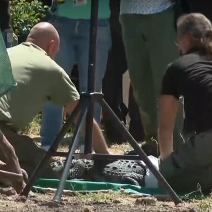 Отнемат в полза на държавата крокодила който беше открит в