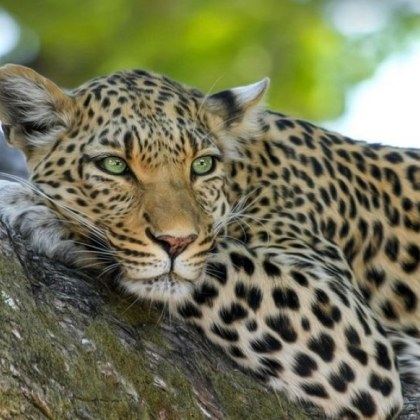 Леопард е убил собственика си в частна зоологическа градина в