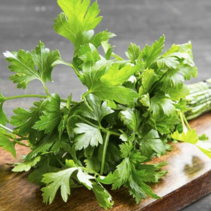 Магданозът е популярна кулинарна и лечебна билка от средиземноморския регион Хората са