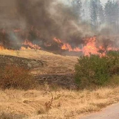 Голям пожар е обхванал борова гора във видинското село Гюргич