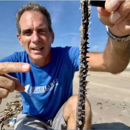 Почиващите на средиземноморските и атлантическите плажове са предупредени за създание