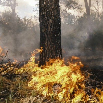 Две момчета предотвратиха горски пожар в смолянския квартал Райково съобщиха