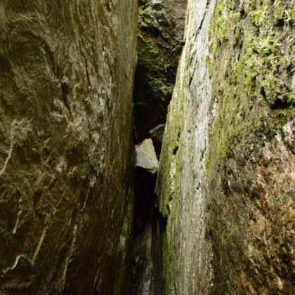 Националният парк Коли в източна Финландия е дом на 34 метровата