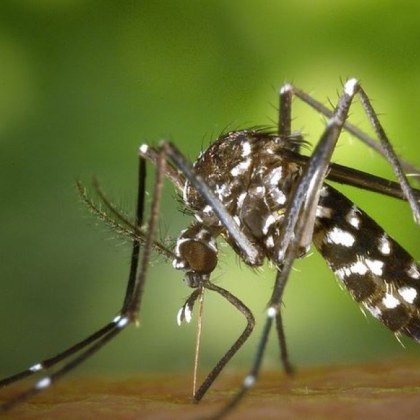 Първи случаи на западнонилска треска у нас През последните дни