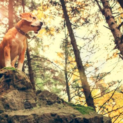 Индийският технологичен институт в Манди използва малки програмируеми роботи за