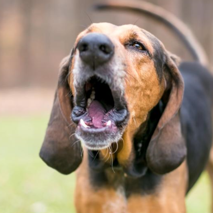 Кучешки лай тормози част от жителите на столичния квартал Лагера За