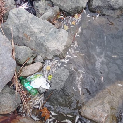 Мъртва риба изплува в морето край Варна В Белослав край