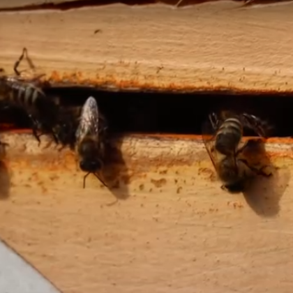 Пчеларският сектор е поставен на колене Добивите от мед са