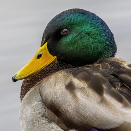 Неизвестни стреляха с въздушна пушка по патици в река Тунджа