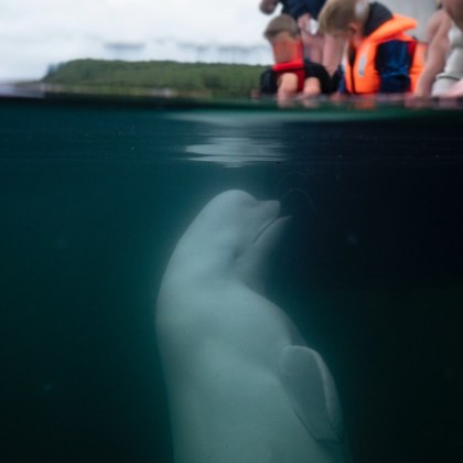 Кит белуга набеден за руски шпионин беше открит мъртъв край