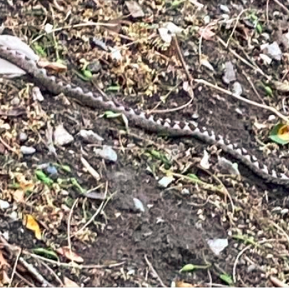 Пепелянка в близост до реката притесни асеновградчани Отровното влечуго е