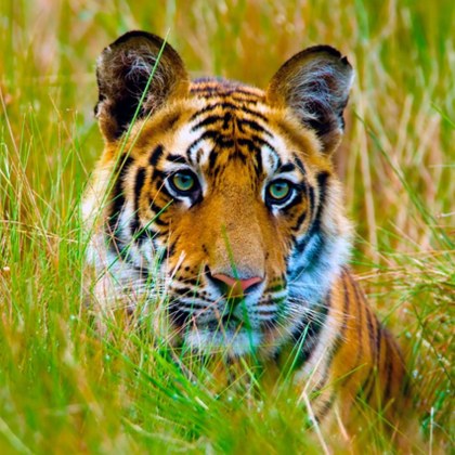 Тигър ухапа ръката на професионален гледач на животни при нападение