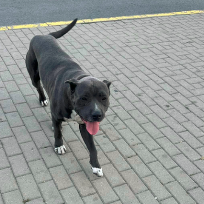 Грозна и безсърдечна постъпка възмути столичанка По думите й жене е