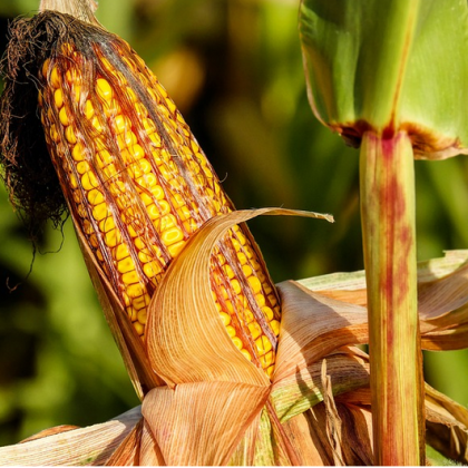 За последните 10 години зърнопроизводителите отчитат най лошата реколта на царевица