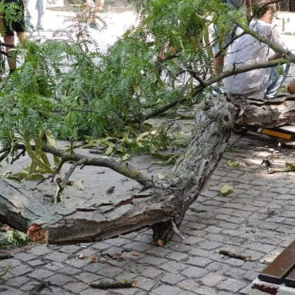 Вчера огромен клон падна и рани сериозно човек в центъра