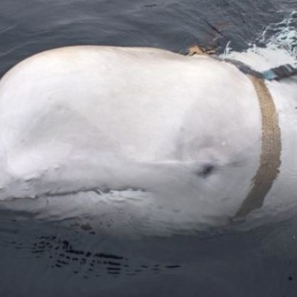 Белугата станала популярна по света с това че е руски