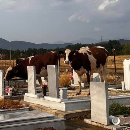 За грозна ситуация в роден град алармира дама Животни обикалят из