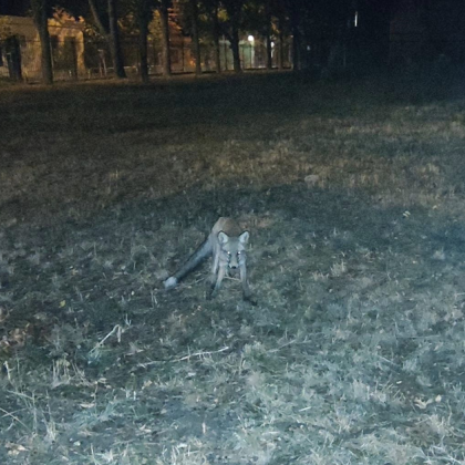 Велосипедист се натъкна на лисица в София Той разказа за