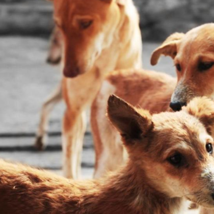 Жители на Сопот са силно обезпокоени от нарастващия брой бездомни