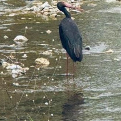 Докато повечето щъркели отлетяха към топлите страни техен черен събрат