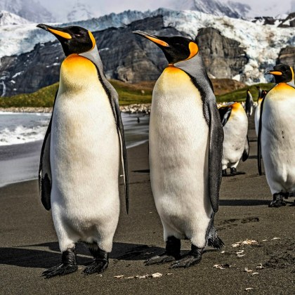 Неотдавнашното откритие на учените на високопатогенен вирус на птичи грип