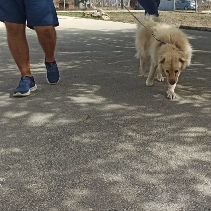 За мнозина кучето е олицетворение на най добрият приятел Често обаче