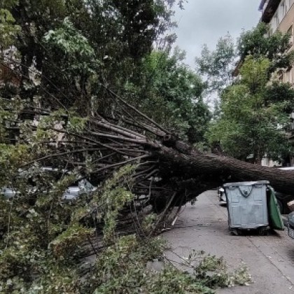 Огромна липа падна на столичната ул Любен Каравелов близо до