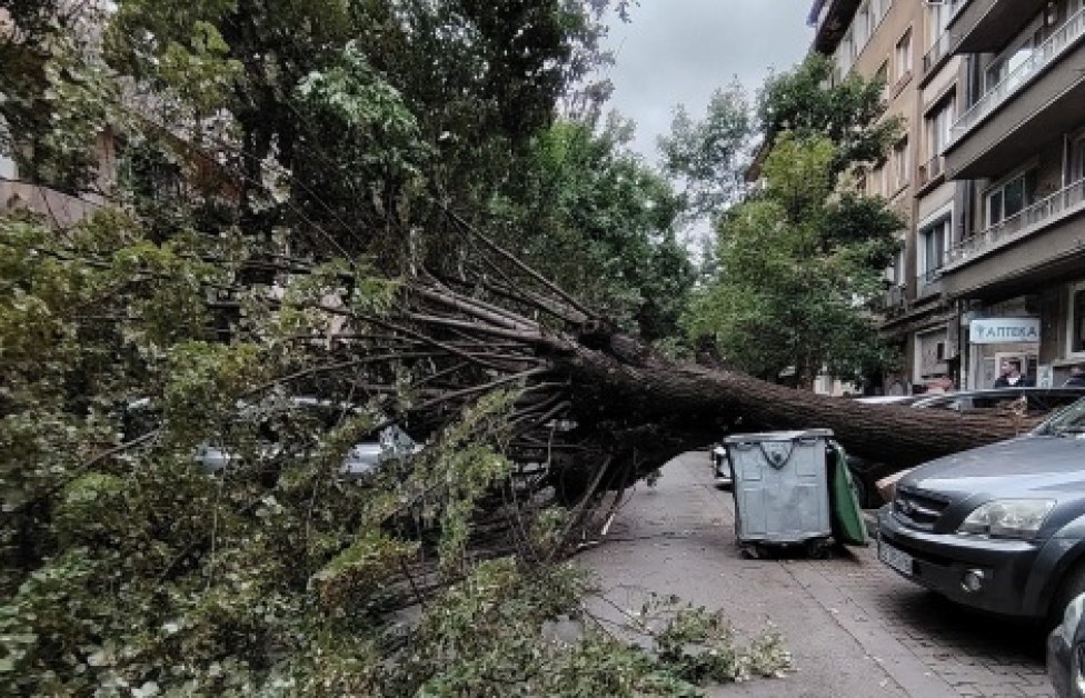 Огромно дърво падна до паметник на културата в София СНИМКИ