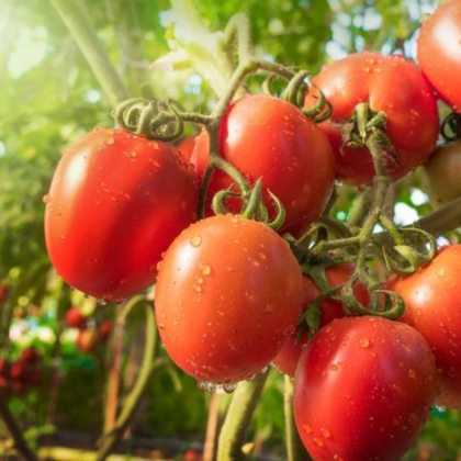 24 годишен мъж задигна 230 кг домати от зеленчукова градина в