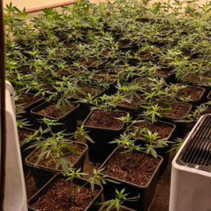 Разбиха наркооранжерия в центъра на Варна Това е 20 та разкрита нелегална