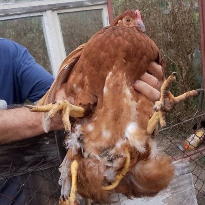 Кокошка с цели четири крака предизвика почуда в социалните мрежи