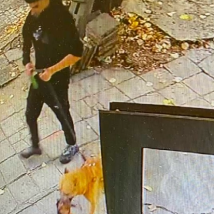 В Бургас питбул без намордник нападна жена и уби нейния