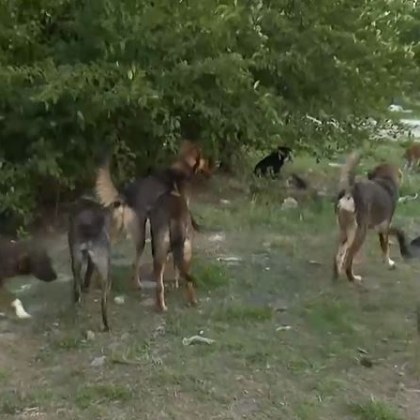 Тормоз и страх заради глутница бездомни кучета във варненски квартал