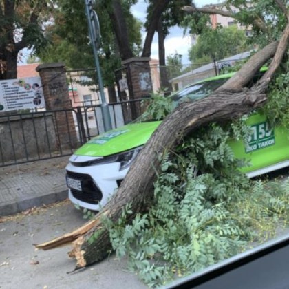 Голям клон падна върху такси в центъра на Пловдив сигнализира