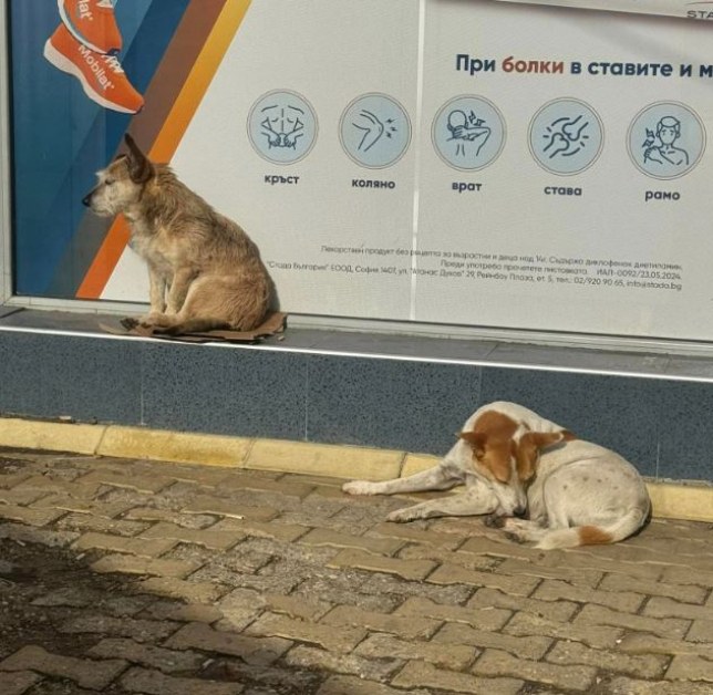 Кучета подгониха деца. Баща им се закани: Ще изчезнат безследно!