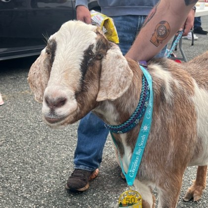 Към бегачите по време на полумаратона T Railway Trek в Conception