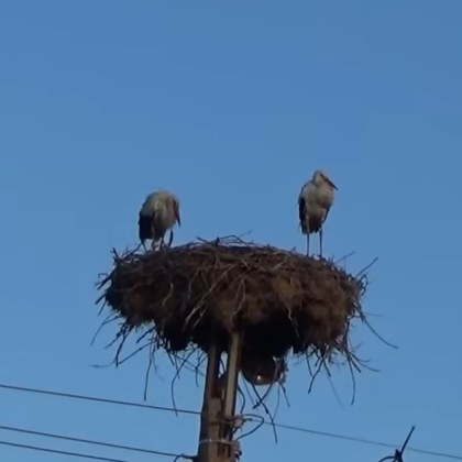 Щъркелите от Якимово които се завърнаха у в България са